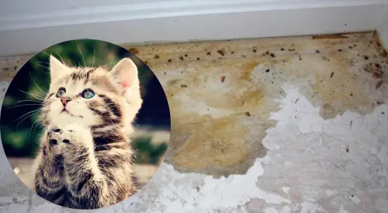 remove cat pee from concrete